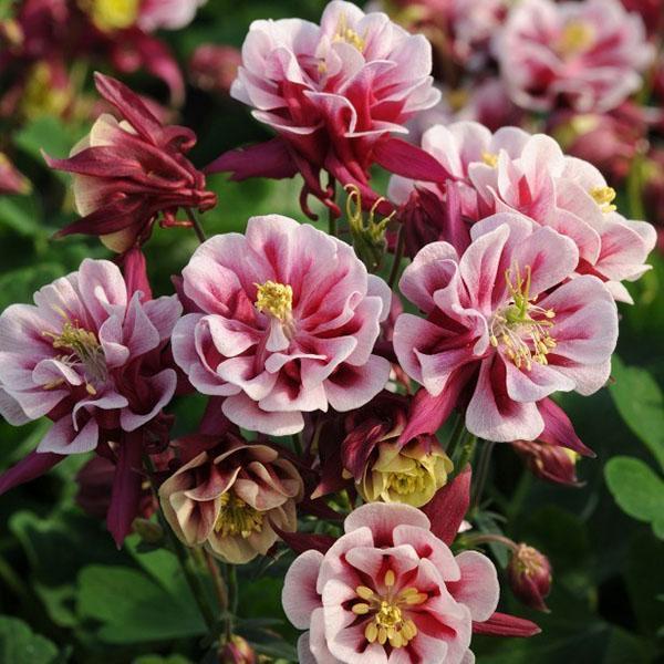 aquilegia winky