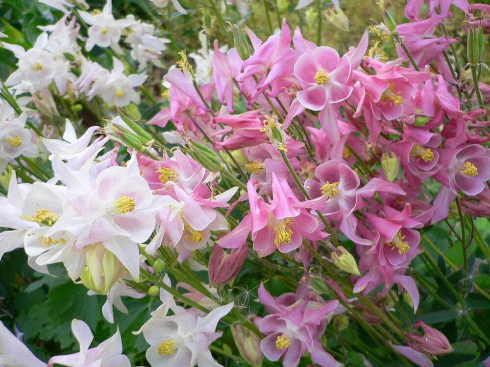 aquilegia aguileña