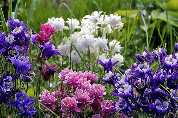 aquilegia de différentes variétés dans le pays