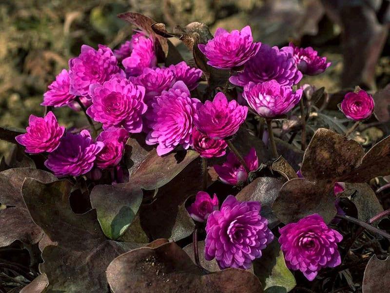 plantation et entretien d'hépatiques dans le parterre de fleurs