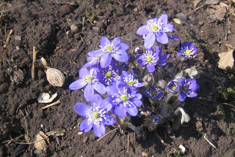 prendre soin de l'hépatique dans le parterre de fleurs