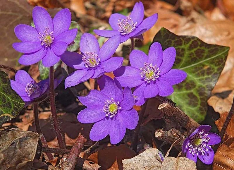 plante au début du printemps