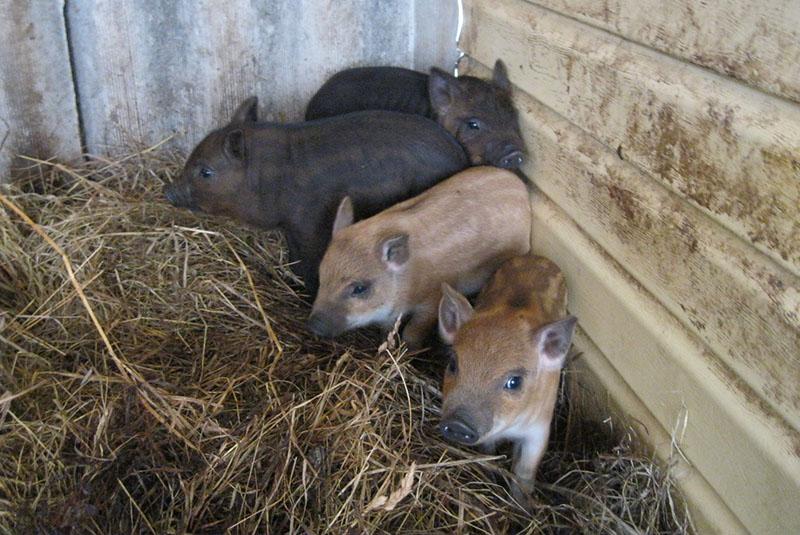 alimentation des porcelets