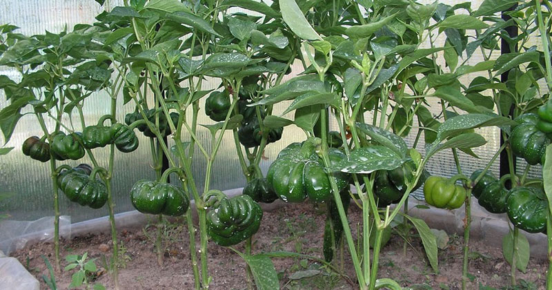 cultivo de pimienta de gogoshary