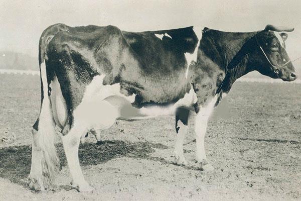 vaca Holstein en 30 años