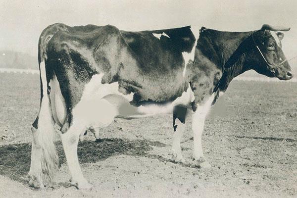 vache Holstein dans 30 ans