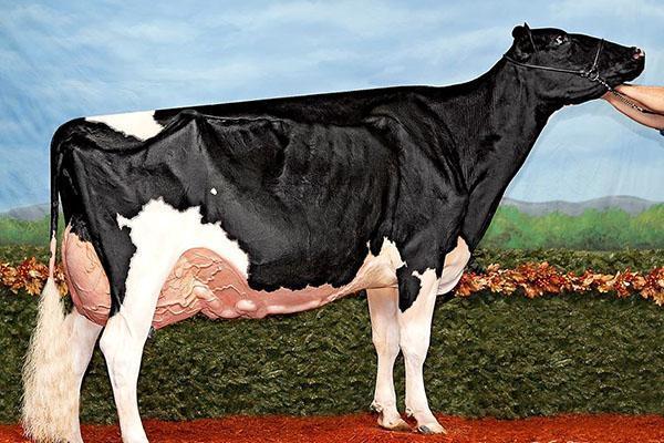 La vache Holstein à notre époque