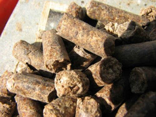 alimentation pour vaches