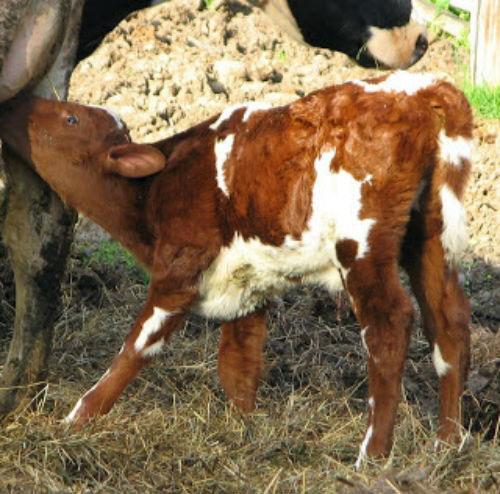 vache et veau