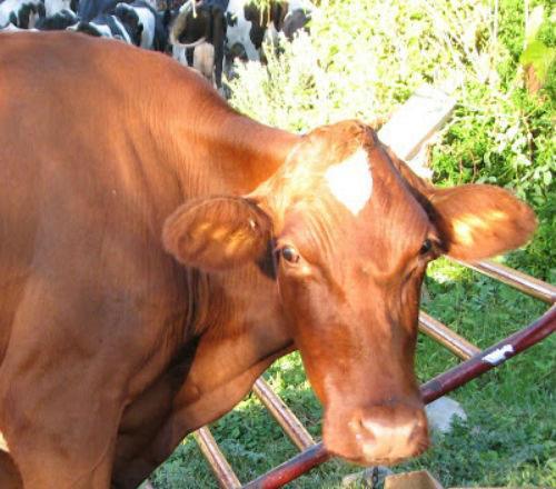 vache laitière