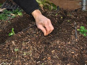 Semer des légumes au potager