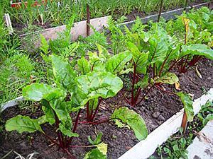 Carottes et betteraves au jardin