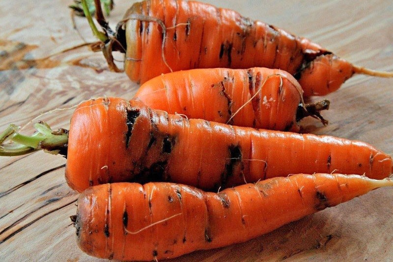 daño a las zanahorias por enfermedades y plagas