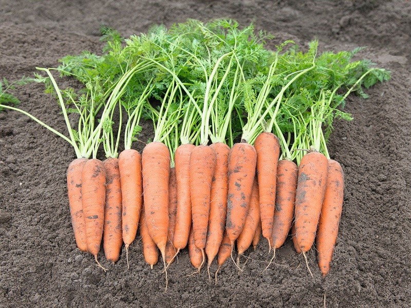 variedad de zanahorias de maduración tardía