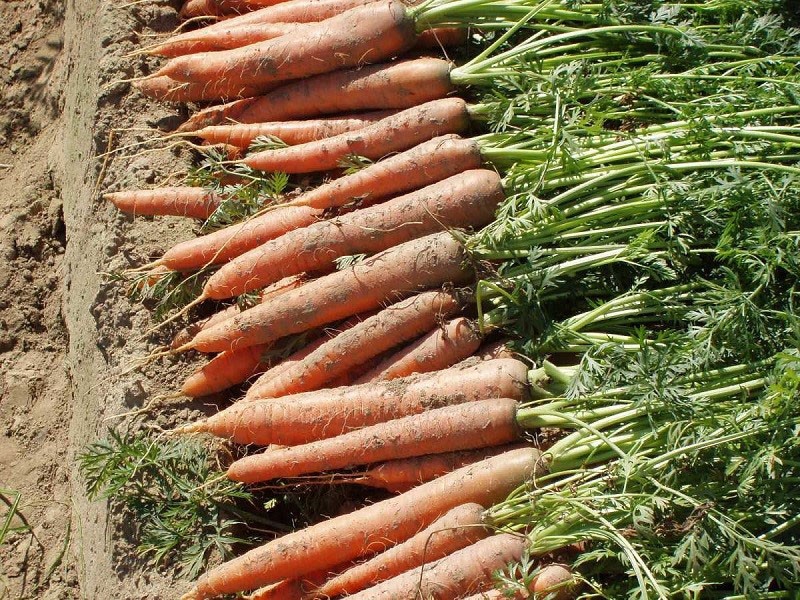 variedad de zanahoria resistente a las grietas