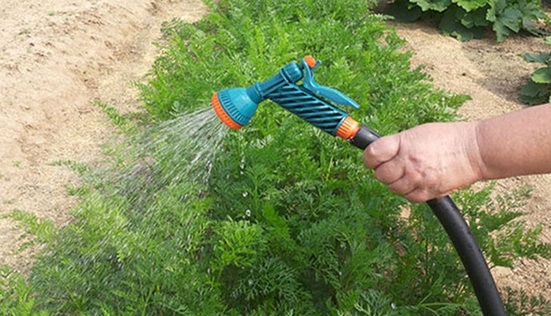 arroser les carottes