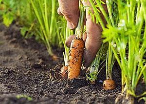 Nouvelle récolte de légumes sains