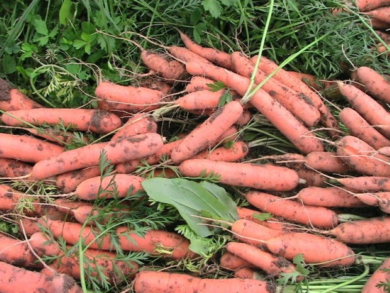 récolter le tushon de carotte