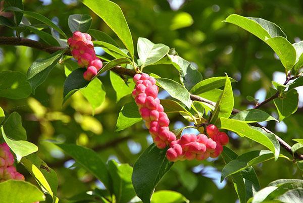 Hojas y frutos de Magnolia Kobus