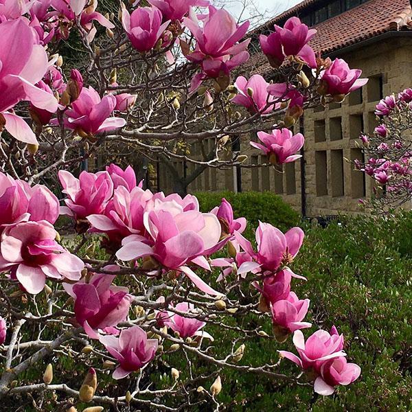 magnolia rose Soulange