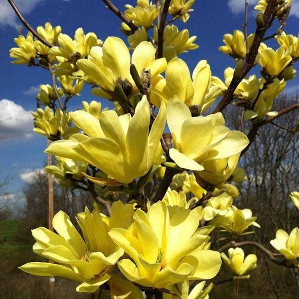 Magnolia desnuda río amarillo