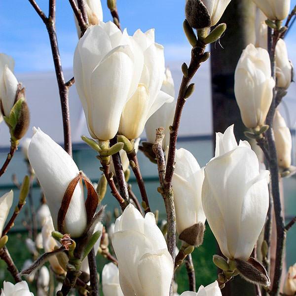 bourgeons de magnolia nus