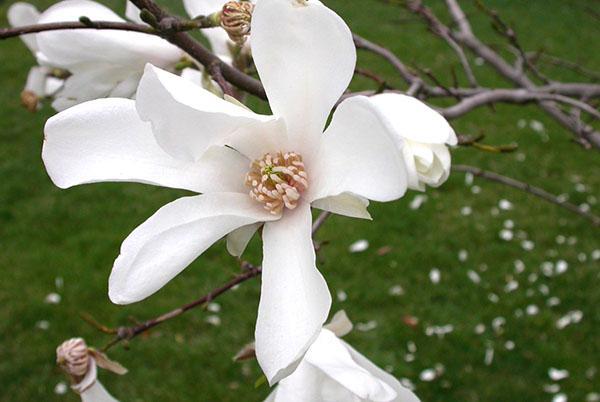 Magnolia de sauce