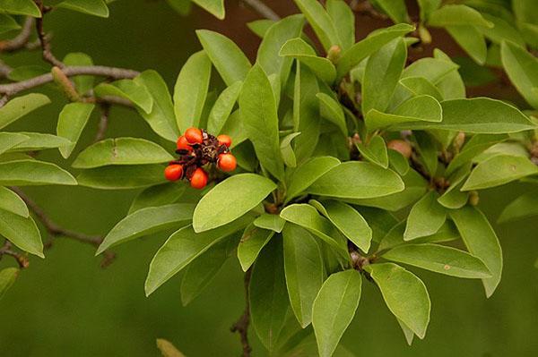 Frutos y hojas de sauce de magnolia