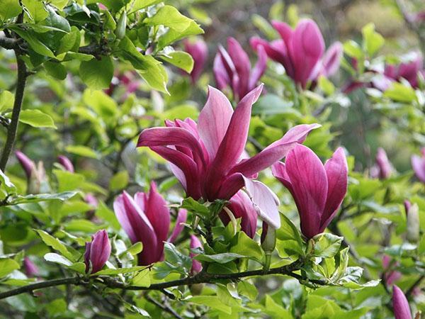 Lirio de magnolia (M. liliflora)