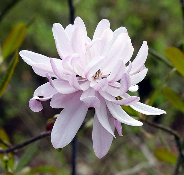 Estrella de magnolia (M. stellata)