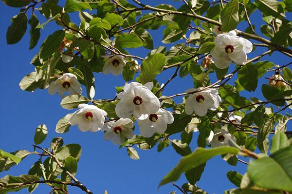 Fleur de Magnolia Siebold
