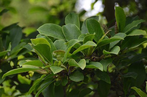 Branche de magnolia