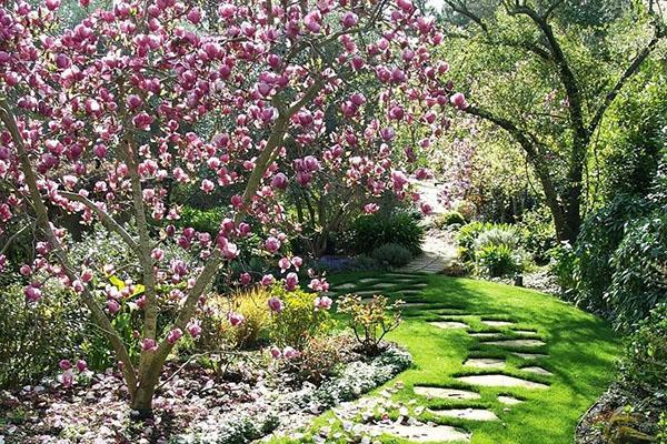 le magnolia fleurit dans le jardin