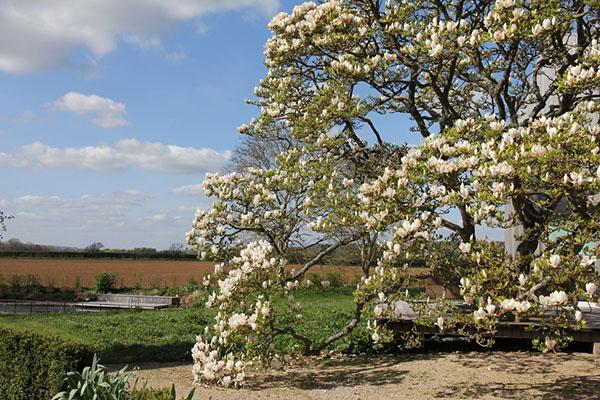 área de recreación bajo magnolia