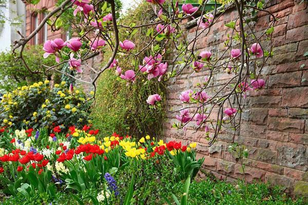 magnolia à côté du parterre de fleurs