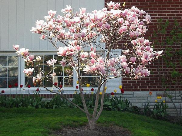 magnolia dans le parc