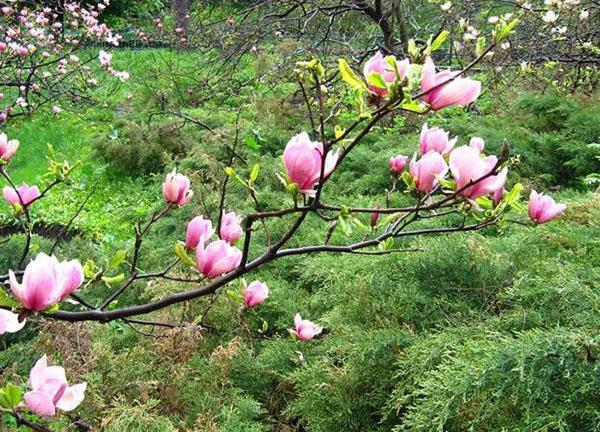 flores de magnolia florecen