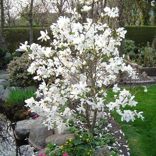 magnolia près de l'étang