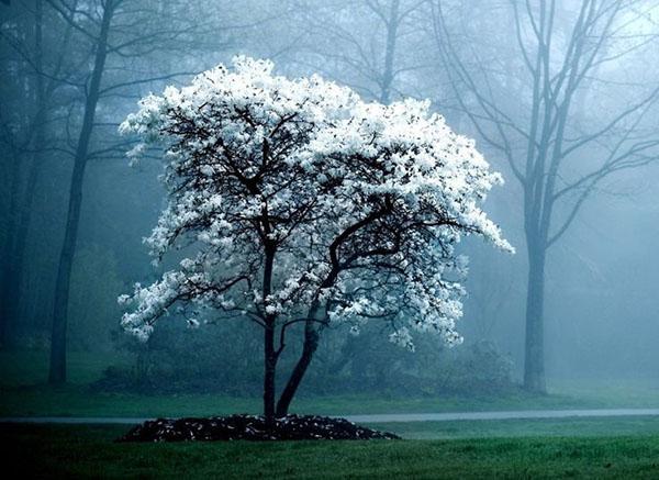 magnolia blanca como la nieve en el parque