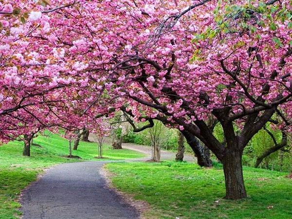 jardín de magnolia