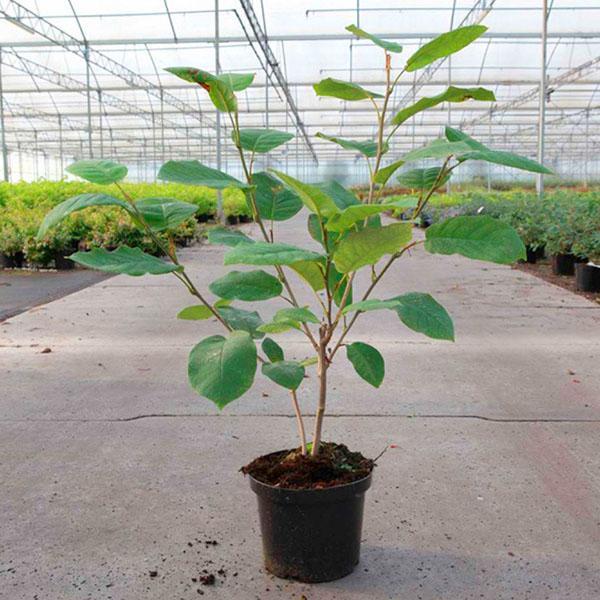 Jeune arbre Magnolia sieboldii