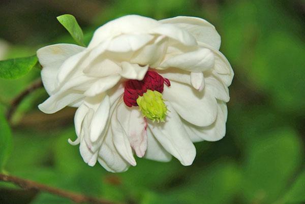 Volants blancs Magnolia sieboldii