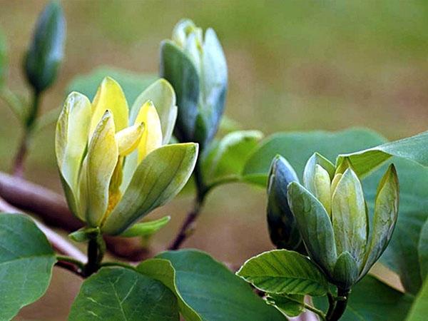 Ópalo azul puntiagudo de magnolia