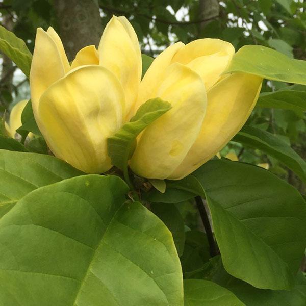 Variedad de magnolia floreciente Yellow Bird