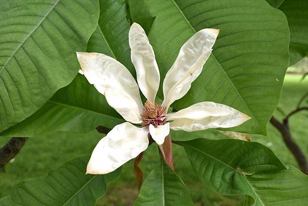 Flor de magnolia de hojas grandes