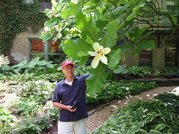 magnolia de hojas grandes