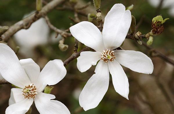 Magnolia Cobus Norman Gould