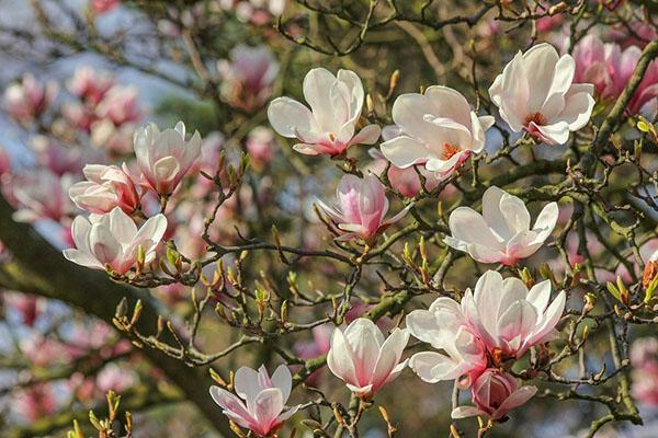 Variedades de magnolia resistentes a las heladas.