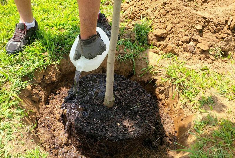 proceso de plantación de plántulas