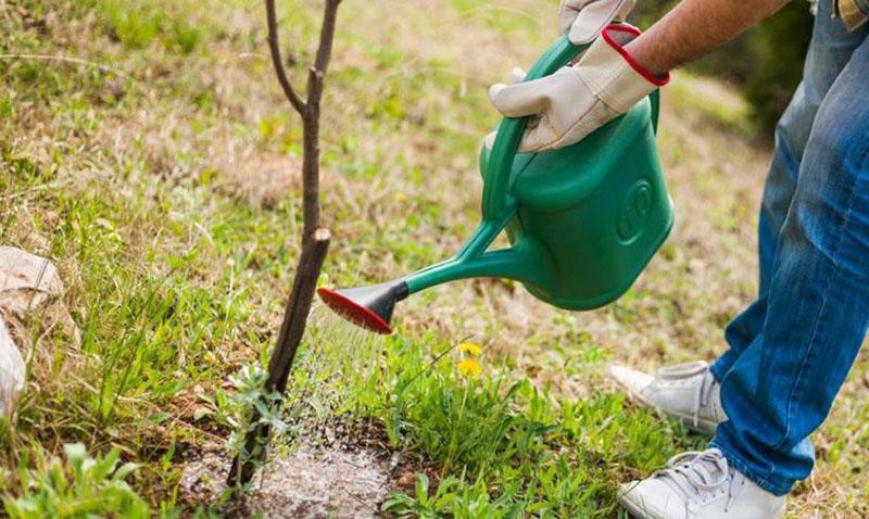 Cuidando una plántula de una variedad de manzano Uralets.